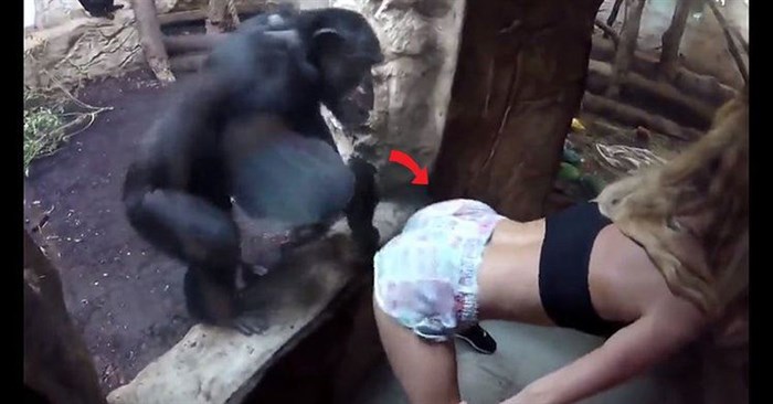「超辣正妹在黑猩猩面前狂秀電臀舞」下一秒黑猩猩就忍不住沖上前隔著玻璃觸碰！