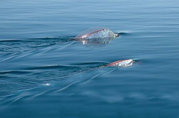 台灣沙灘出現超罕見海龍王「地震魚」活體！沒想到牠的「廬山真面目」竟然是這樣…太讓人吃驚了！ 