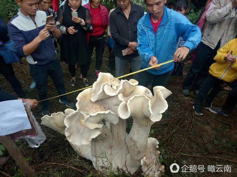 嚇死人 ~~好大一個巨型磨菇 !!  是在雲南被一個老人發現，比小童還高，重百斤，可食用~~此奇物畢生難見 !!