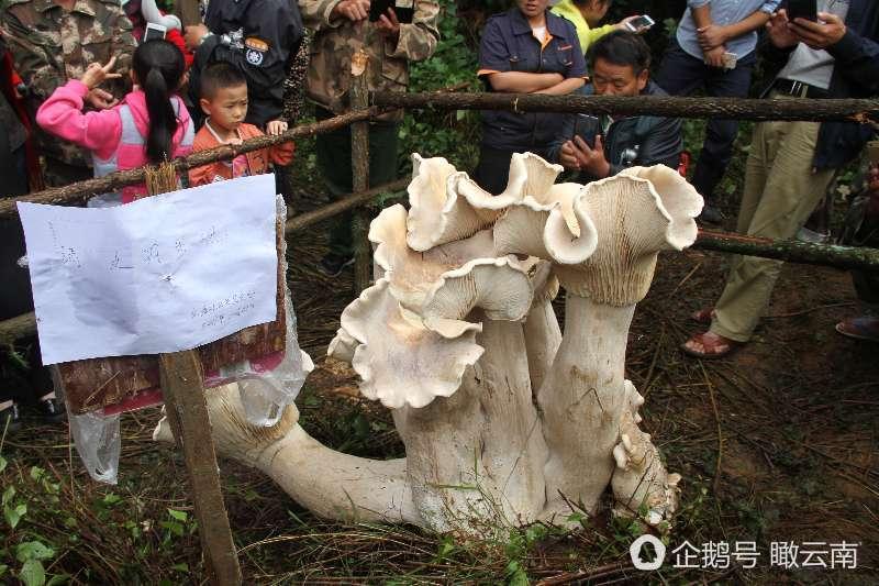 嚇死人 ~~好大一個巨型磨菇 !!  是在雲南被一個老人發現，比小童還高，重百斤，可食用~~此奇物畢生難見 !!