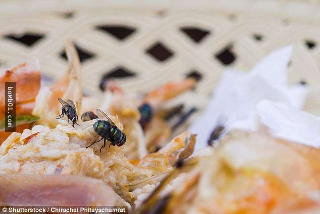 苍蝇沾过的食物「就算只碰到1秒也不要去吃」,科学家发现的事实已经让