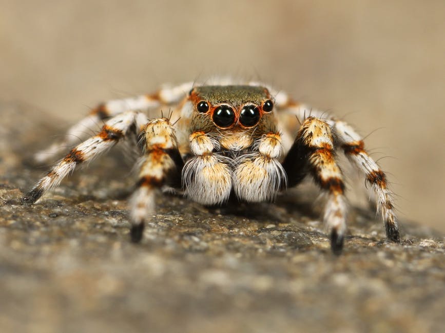 研究：如果蜘蛛想的話可以，隨時「可在1年內吃光地球上所有人類」！