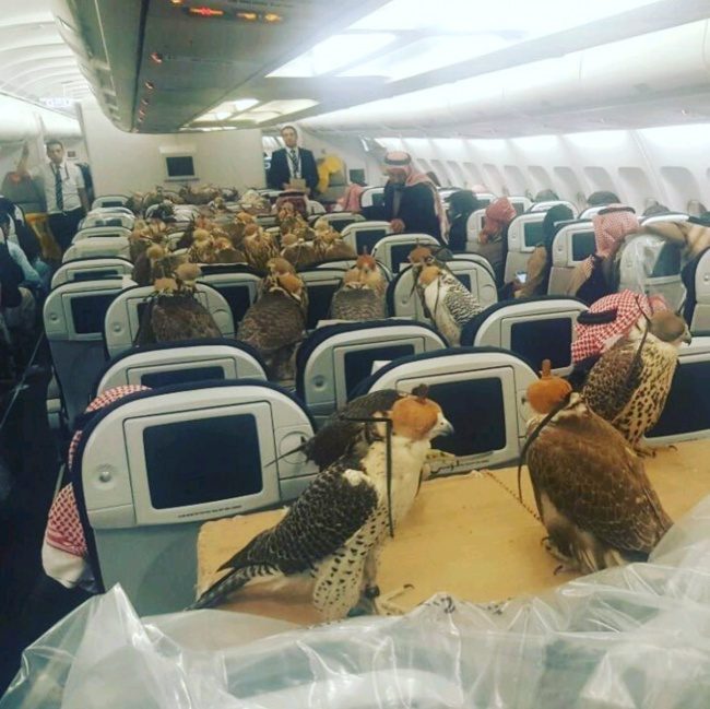 29張真實照片證明飛機上「什麼事都有可能發生」！沙特阿拉伯王子訂了80個機位給他的獵隼