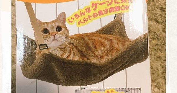 買了貓吊床給喵皇，網友卻哭訴「現實跟理想的差距」！