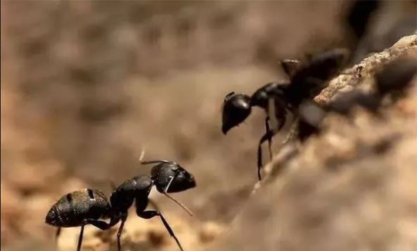   兩隻螞蟻（故事很短很深！）