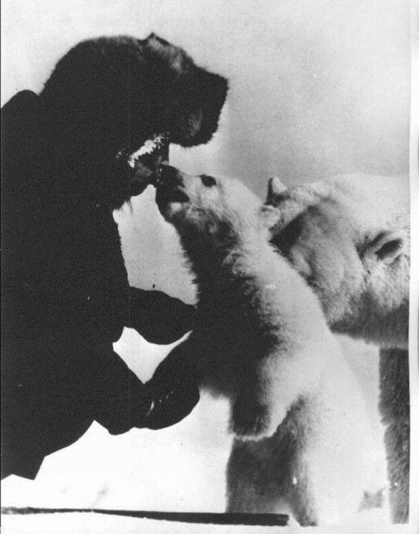 蘇聯軍人給挨餓北極熊喂食 畫面讓人很暖心