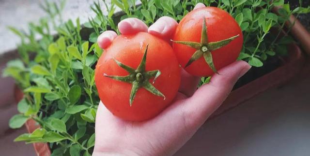 3分鐘教你如何讓盆栽西紅柿，碩果纍纍，吃都吃不完