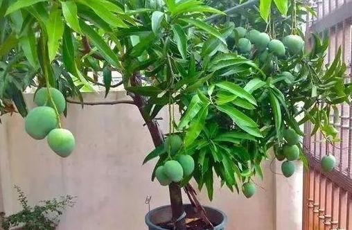 吃剩下的芒果核不要扔，找個花盆，自己在家種，也能開花結果