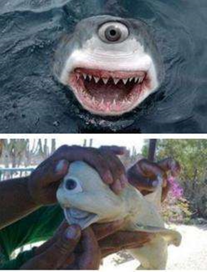 独眼鲨鱼图片 单眼图片