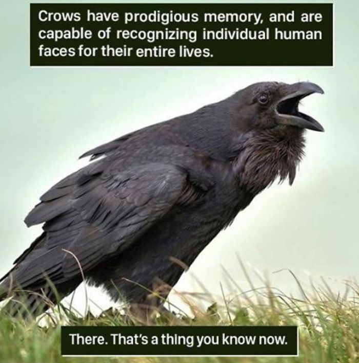 烏鴉會記住你的臉…25個「不知道還好，一知道後就回不去了」的動物界驚奇事實！ 