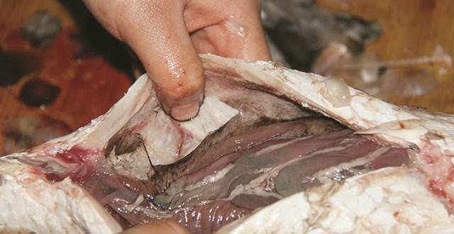 鱼肚子里的黑膜是什么图片