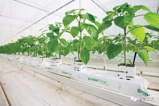 荷蘭番茄栽培畝產達十萬斤，原來靠的都是這項技術！