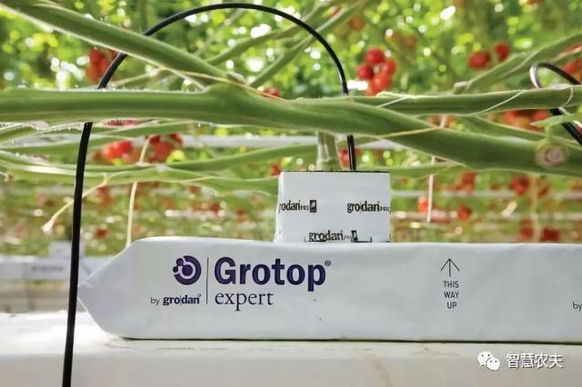荷蘭番茄栽培畝產達十萬斤，原來靠的都是這項技術！