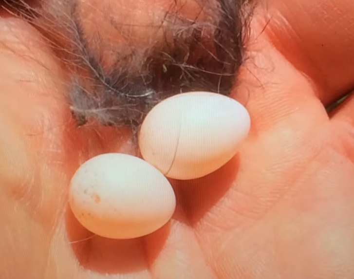 最小的鸟蛋图片