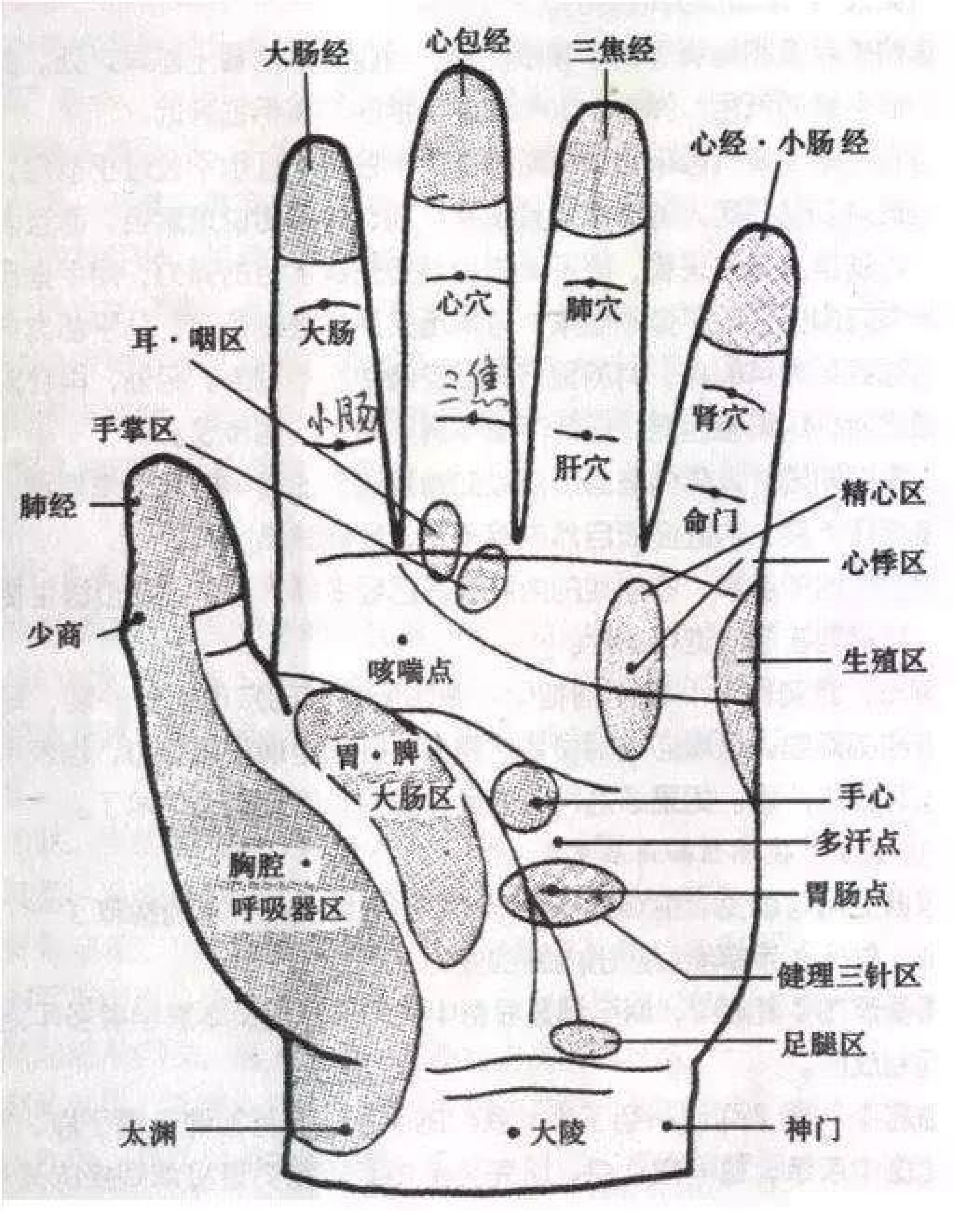手掌肾区位置示意图图片