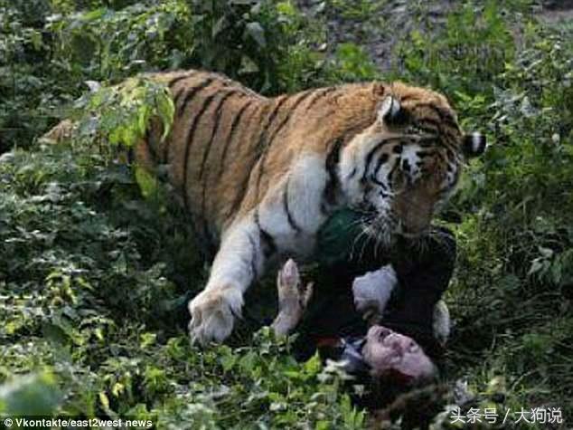 俄羅斯女子被老虎蹂躪10分鐘，當時心中只惦記著孩子