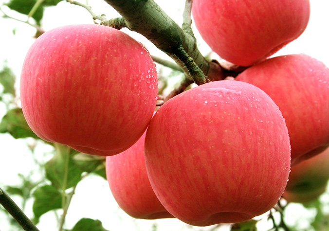醫生告誡：蘋果千萬不能和「它」一起吃！比砒霜還毒，嚴重腎衰竭！一次轉發，救人無數！
