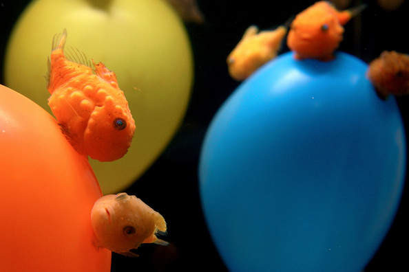 日本憨脸「气球鱼」萌翻全世界 网爆赞封:真实版「波妞」来著!