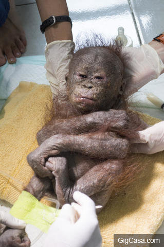 紙箱驚現「被虐發黑猩猩木乃伊」救援人員以為沒救了，現在猩猩寶寶變身「活力毛毛小精靈」見證生命奇蹟！