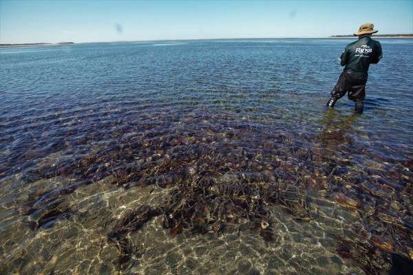 澳洲「紫海胆」氾滥毁灭生态 中国网友提解法:发签证看我们吃光它