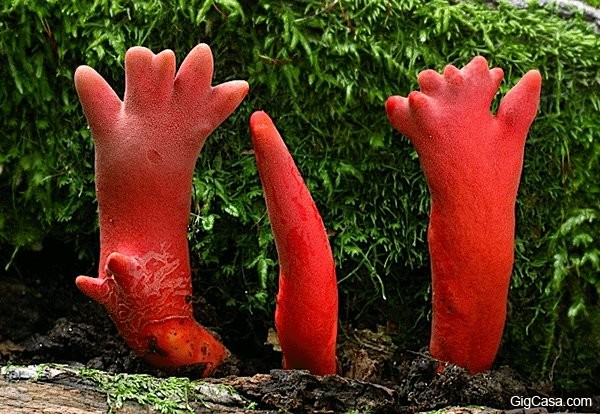 17種你看到千萬不要碰的「恐怖異形真菌植物」！「娃娃眼」可以瞬間殺人！