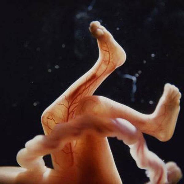 怀孕16周的宝宝图片图片