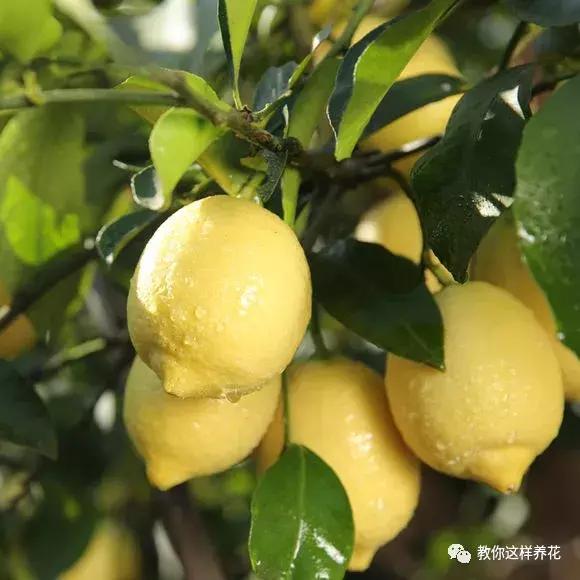 盆栽檸檬，1個小技巧，枝繁葉茂開花多，果子又大又漂亮！