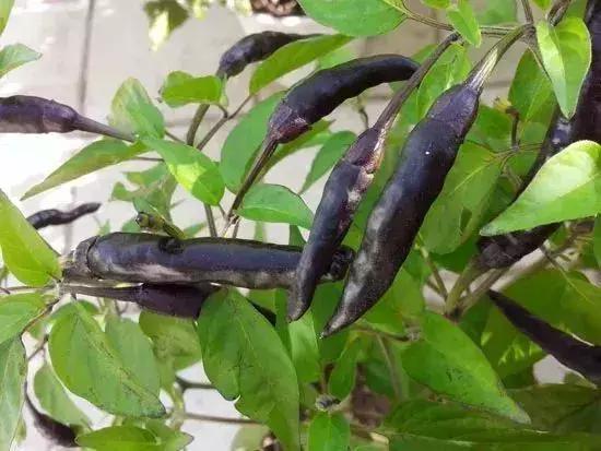 這種黑色辣椒，能賣到8元一斤！可真是超級火爆的辣！