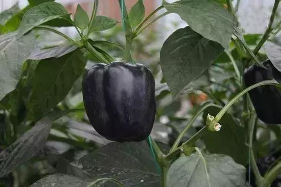 這種黑色辣椒，能賣到8元一斤！可真是超級火爆的辣！