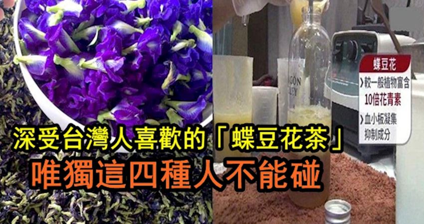 深受台灣人喜歡的 蝶豆花茶 花青素10倍喝 兩步自製蝶豆花茶 抗老抗氧化 預防糖尿病 一杯6種功效 但唯獨這四種人不能碰 Love分享