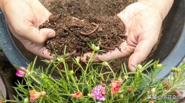 自制有機肥料的8種方法，用到的都是生活中的廢棄物