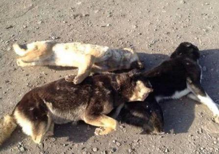 見路邊有三隻小狗，本以為在曬太陽，走近一看讓人氣憤