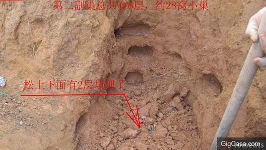 歷時三天挖出的巨型蟻穴，活捉罕見三十幾歲白蟻皇后