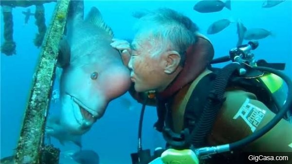 震撼！老人默默照顧「海底神社」整整25年！沒想到他和這條「守護魚」竟然...太驚人了！