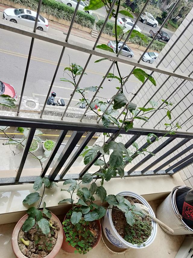 春天來了，朋友家陽台上的百香果苗一片生機