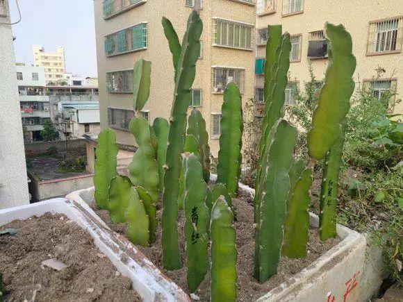 陽台扦插無花果，10天生根，當年結果50顆，好吃又美顏，女生最愛