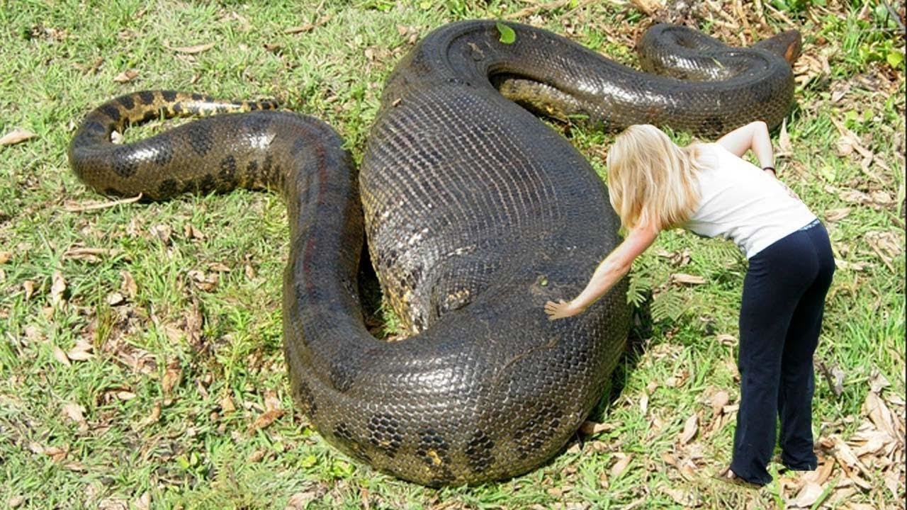 Crocodile Versus Python