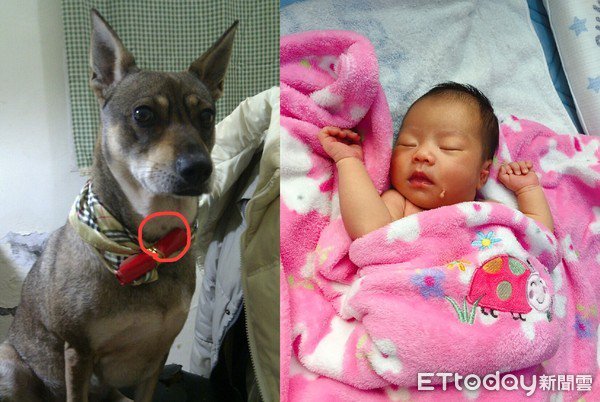 （真人真事）台灣一隻11歲的米克斯狗狗，遵守離世前主人和它的約定，投胎轉世成為主人的女兒