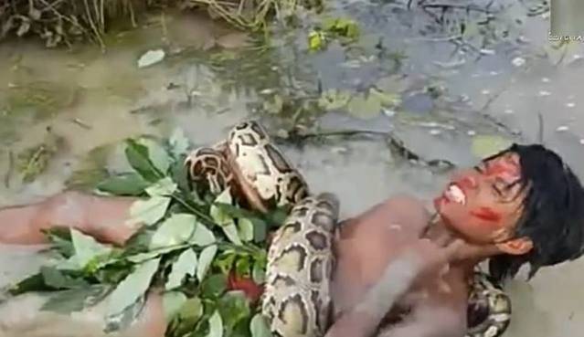 八歲男孩野外被大蟒蛇捆綁，沒有呼救卻安靜坐下，事後專家稱讚：這是最完美的逃生方法