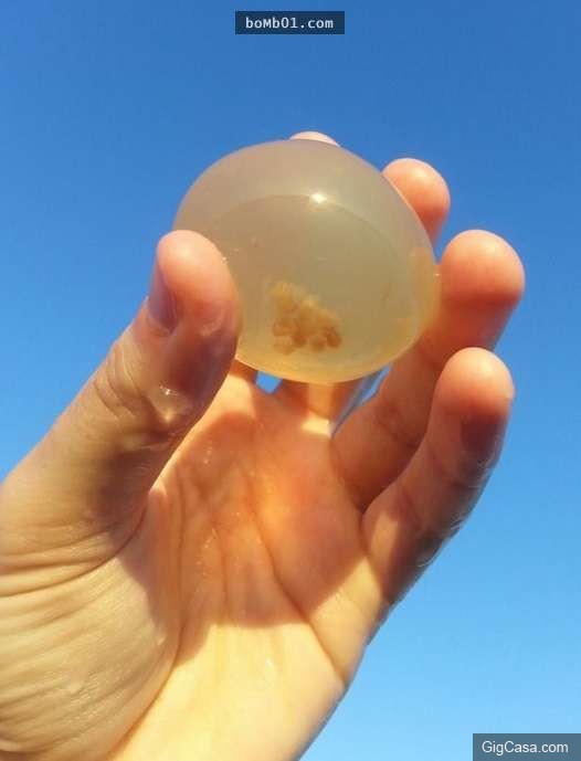 沙灘上驚現的神秘「透明圓球」引起瘋狂猜測，大家怎麼猜都沒想到真相會是這樣！