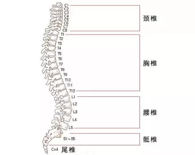 脊椎不好引发几十种病可不是闹著玩的,人体除了特定器官外,全部都受