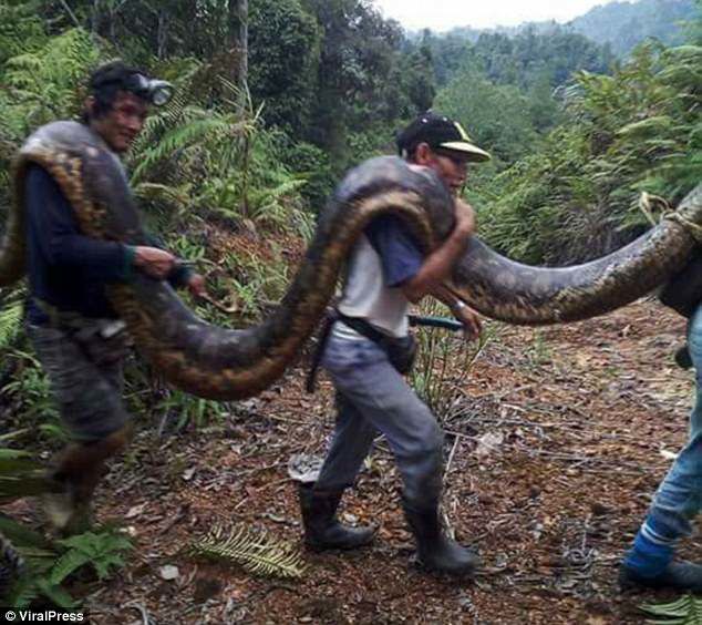 6公尺超巨母蛇叫太大聲…藏樹洞交配被發現！慘被村名拖出來做全蛇料理
