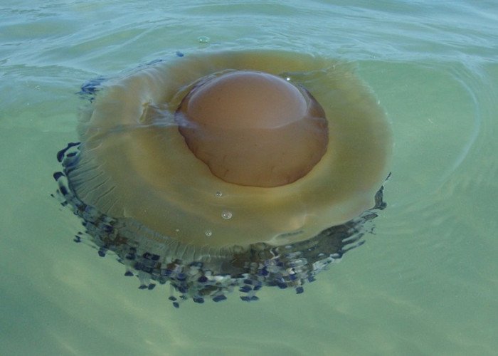 發現「巨大荷包蛋」飄浮在海面上！情侶大膽將它掀起...一翻開瞬間被它的「真面目」嚇傻了！ 
