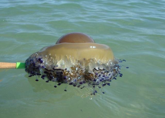 發現「巨大荷包蛋」飄浮在海面上！情侶大膽將它掀起...一翻開瞬間被它的「真面目」嚇傻了！ 