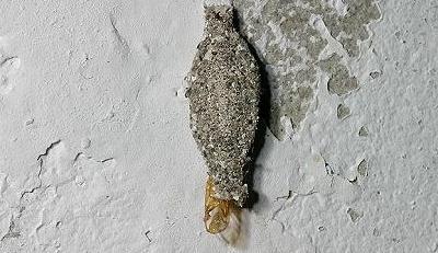 你肯定有在牆上發現過這灰灰扁扁的生物！專家解答「比蟑螂還麻煩」千萬別徒手打！