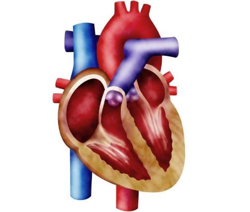 心臟很重要，心臟不好的人，在手指上做1個動作，能養護心臟