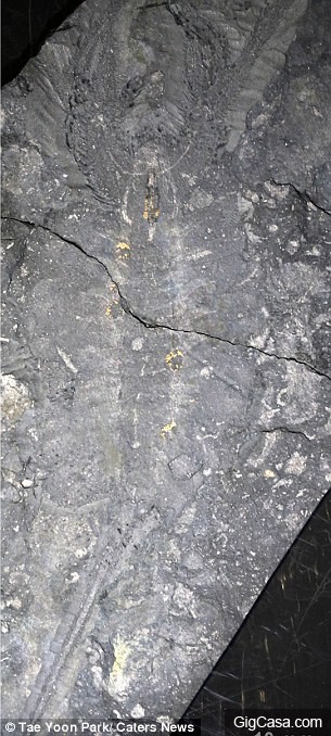 最古老「5億年前海怪化石」被挖出！專家：「人類進化秘密」的關鍵