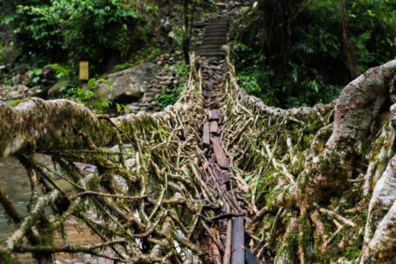 500年的樹被勁風連根拔起，在樹根部竟然被專家發現驚人的事！
