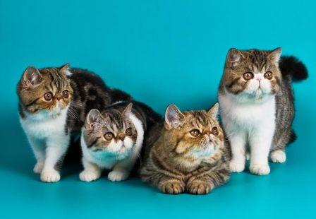 心理測試：選一隻貓咪領養，你會選哪只？測你明年會遇到什麼貴人
