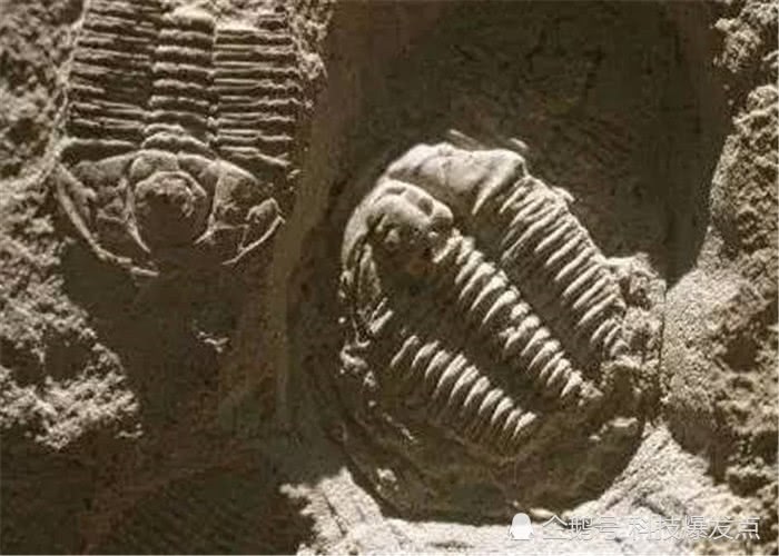 2.5億年前的「人腳印」被發現，科學家：地球生命是一個循環~ 